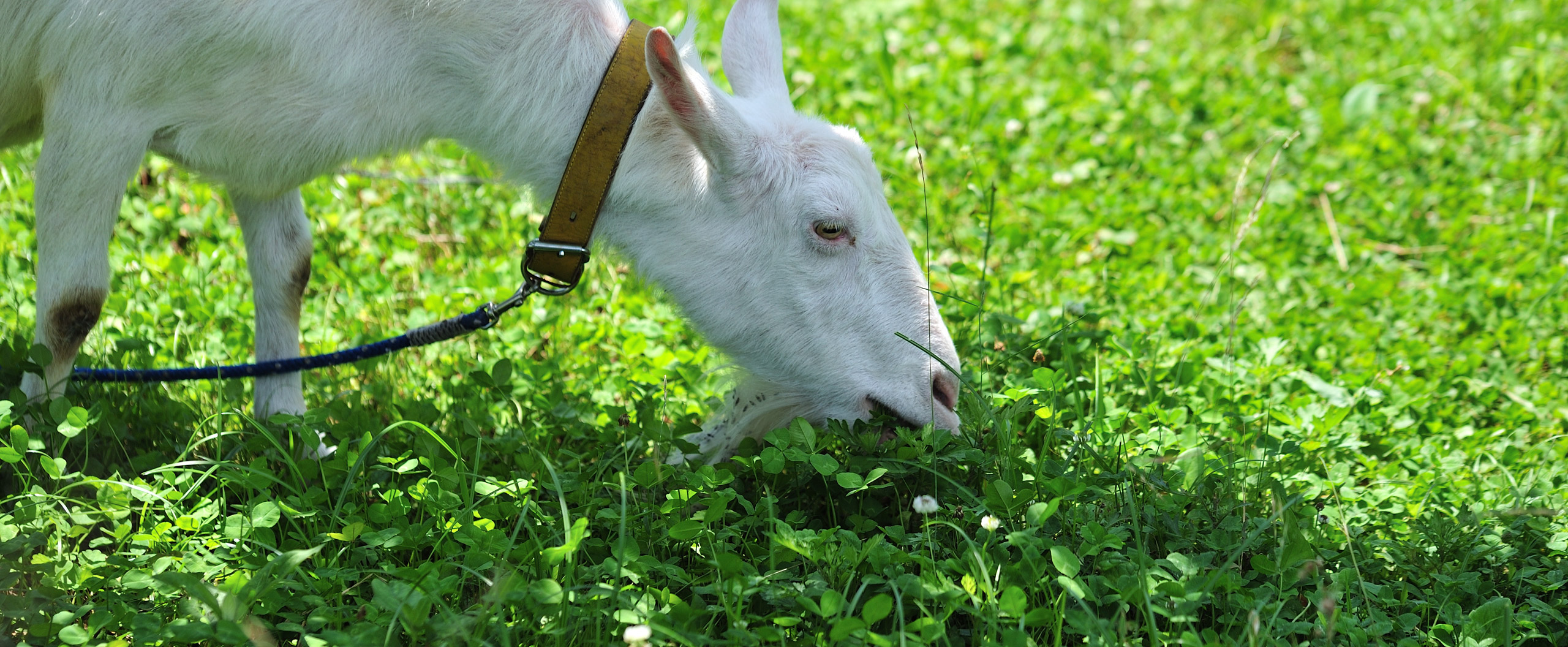 アニマル除草、除草ヤギのレンタルはにこにこ牧場へ！大変な草刈をヤギを使って解決しませんか？