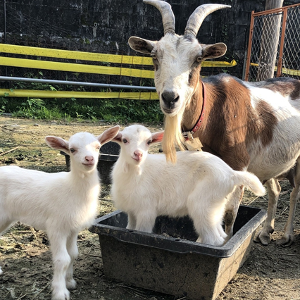 除草ヤギのレンタル・アニマル除草｜にこにこ牧場