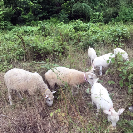 除草ヤギのレンタル・アニマル除草｜にこにこ牧場